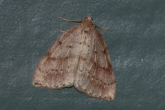 Thallophaga hyperborea