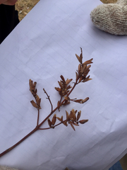 Syringa hyacinthiflora