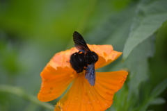 Bombus morio
