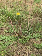 Taraxacum