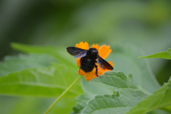 Bombus morio