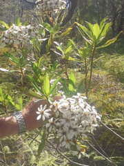 Brachyglottis kirkii