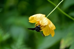 Bombus morio