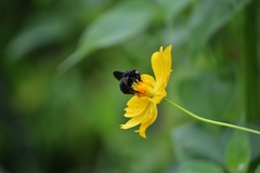Bombus morio