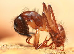 Image of Camponotus atriceps