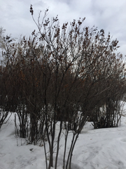 Syringa hyacinthiflora