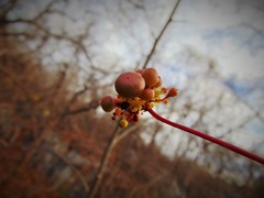 Ampelocissus acapulcensis