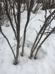Syringa hyacinthiflora