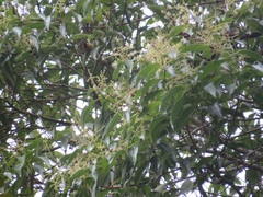 Miconia theizans