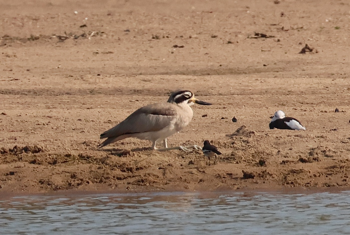 Great Stone-curlew (Esacus recurvirostris), photo 7
