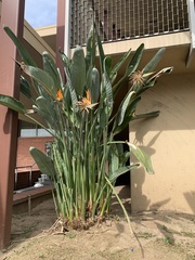 Strelitzia reginae