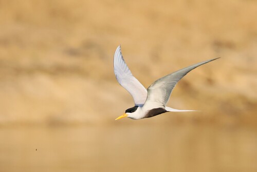 Black-bellied Tern (Sterna acuticauda)