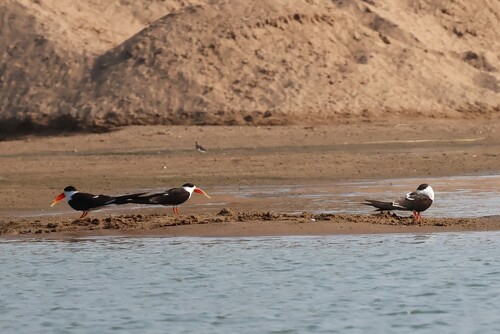 Indian Skimmer (Rynchops albicollis), photo 9