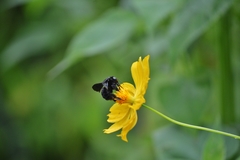 Bombus morio