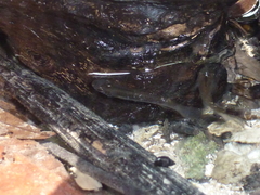 Aplocheilus