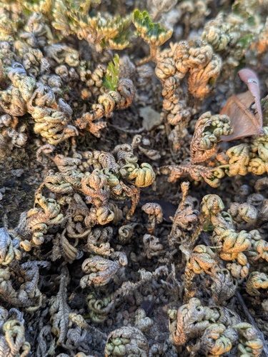 Selaginella bryopteris, photograph 1