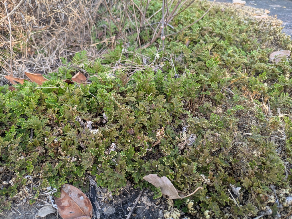 Selaginella bryopteris; photograph (c) Shikha Sreenivas, some rights reserved (CC BY)