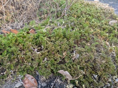 Selaginella bryopteris