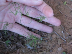 Pharnaceum dichotomum