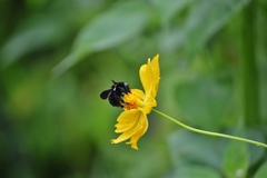 Bombus morio