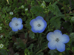 Nemophila menziesii menziesii