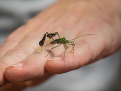 Diactor bilineatus
