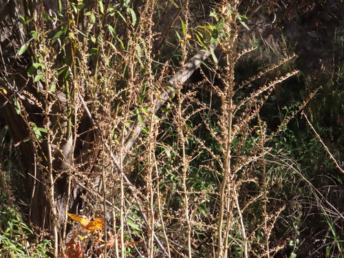 durango root (Datisca glomerata)