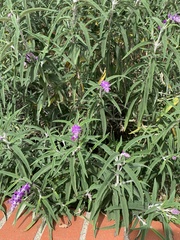 Salvia