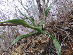 Agave kewensis