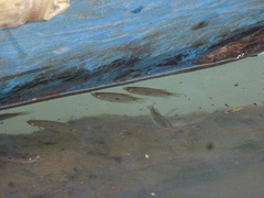 Trichopodus trichopterus