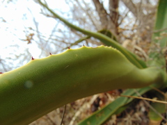Agave kewensis
