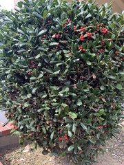 Ilex