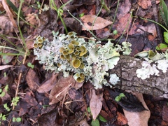 Parmotrema submarginale