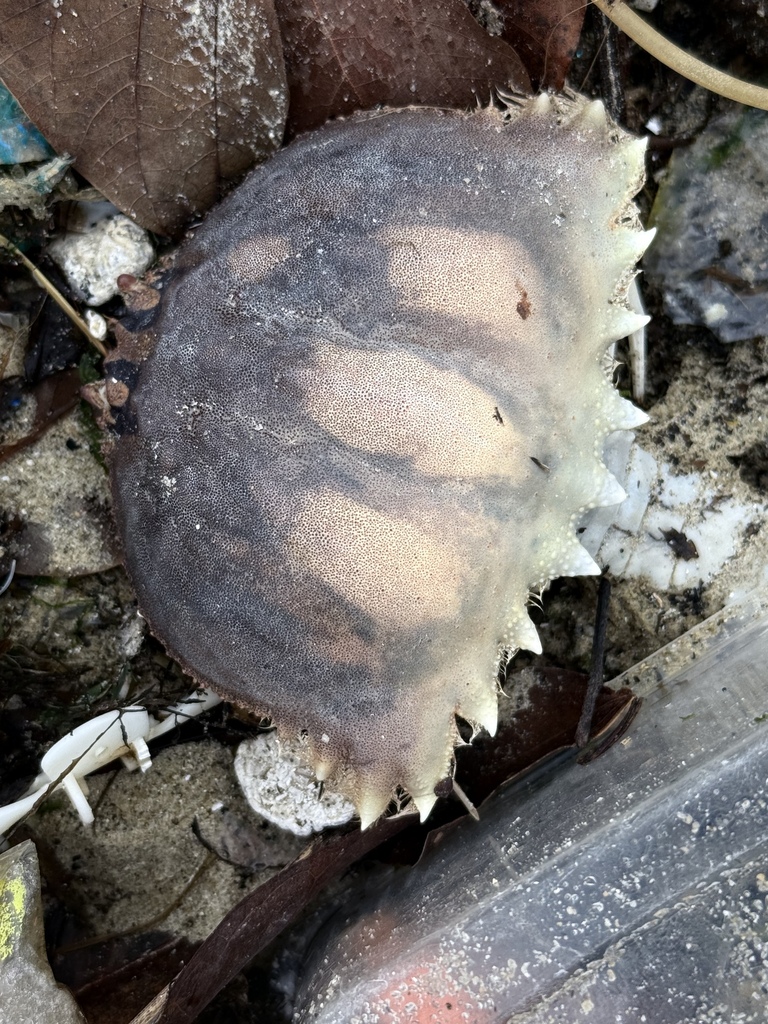 Spectacled Box Crab