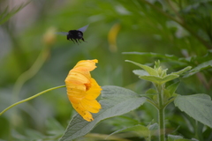 Bombus morio
