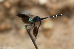 Erythrodiplax attenuata