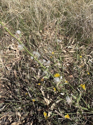 Rush Skeletonweed