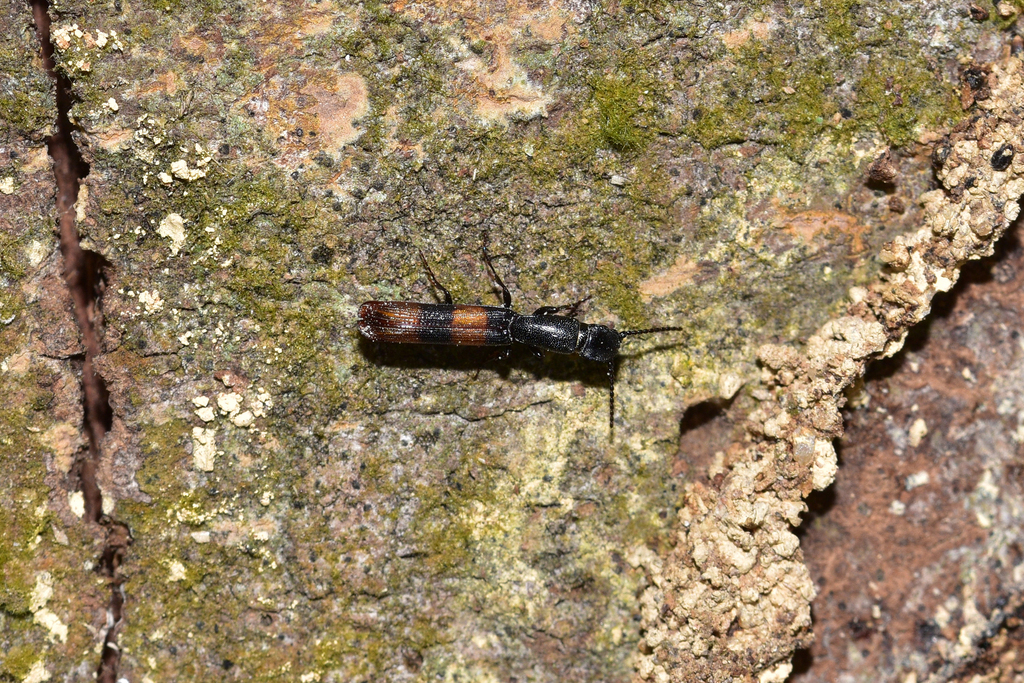 Ancistria bicolorata