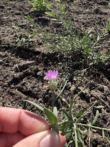 Russian knapweed