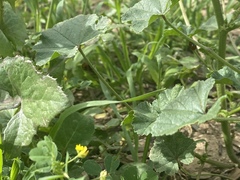 Coccinellidae