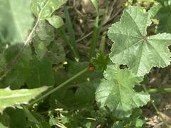 Coccinellidae