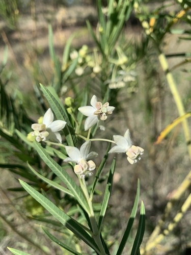 Narrow-leaf Cotton Bush