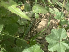 Coccinellidae