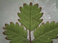 Acaena juvenca