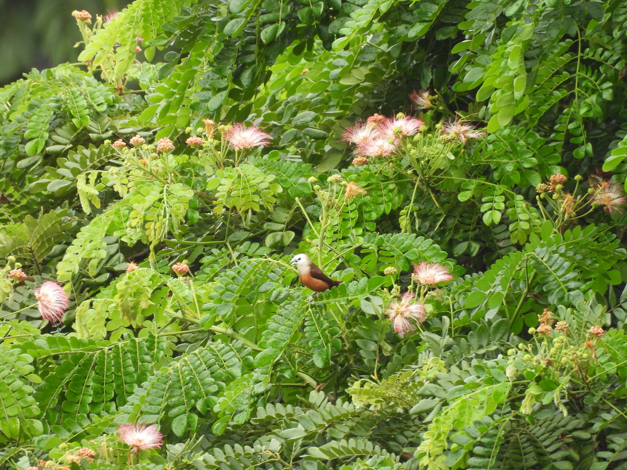 Pale-headed Munia (Lonchura pallida), photo 5