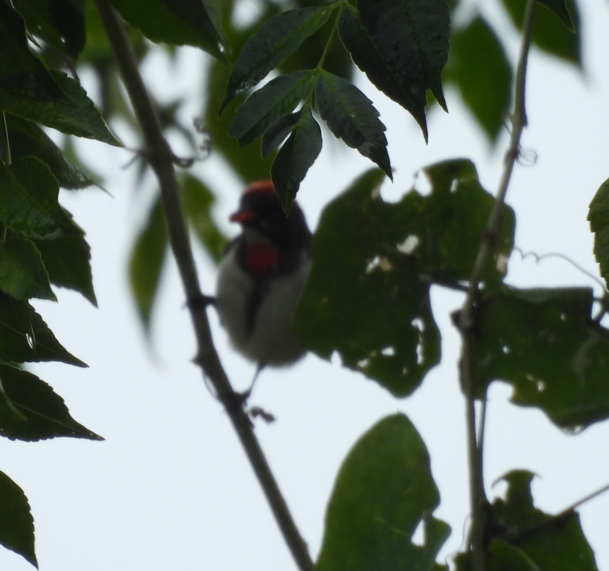Black-fronted Flowerpecker (Dicaeum igniferum), photo 1
