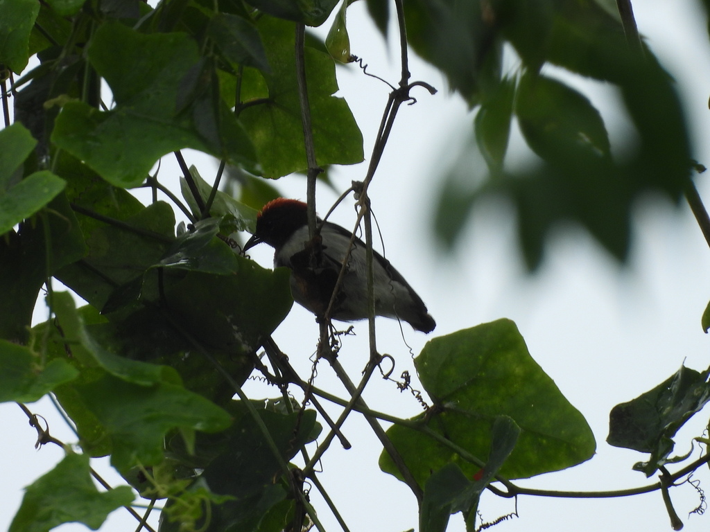 Black-fronted Flowerpecker (Dicaeum igniferum)