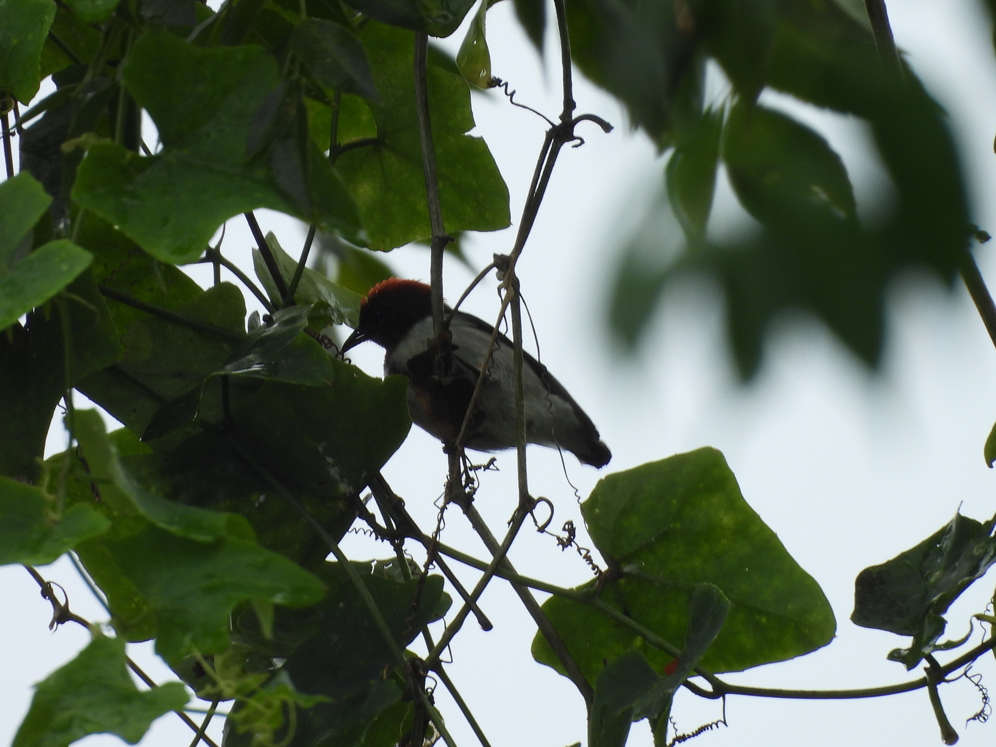 Black-fronted Flowerpecker (Dicaeum igniferum), photo 2
