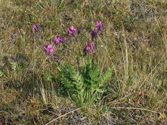 Oxytropis czekanowskii