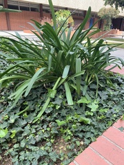 Agapanthus